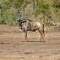 Kruger 056-1 copia